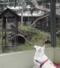 Coralie bei den Affen